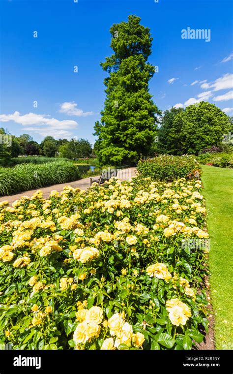 England London Regents Park Queen Marys Gardens Roses Stock Photo