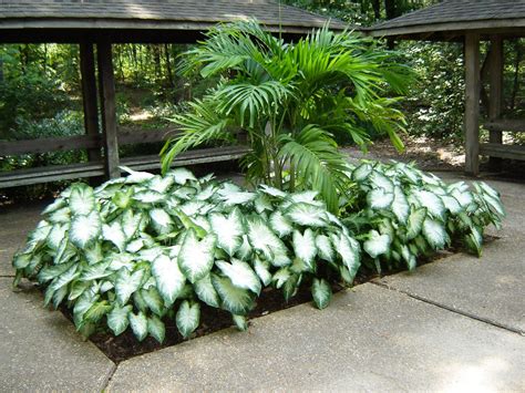 They can easily give you the visual impact of flowers while only being foliage plants. caladiums | Barton's Greenhouse and Nursery