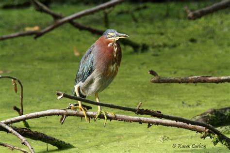 Do I Look Fat A Very Plump Green Heron Wildwood Park Ha Flickr