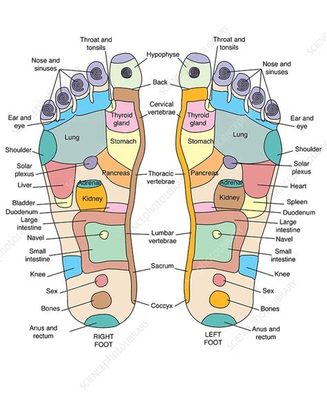 Reflexology Foot Map Artwork Stock Image C0074866 Science Photo