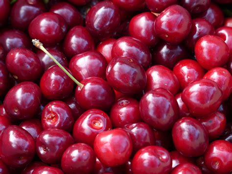Bing Cherry Tree Grow The Worlds Favorite Sweet Cherry Right At Hom