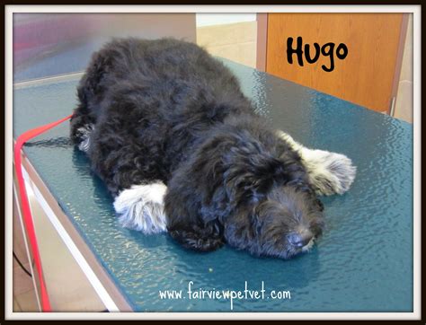 My brother lived with us many years ago. Great Pyrenees/poodle mix | Poodle mix, Great pyrenees, Poodle