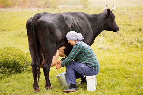 Woman Milking The Cow Free Photo