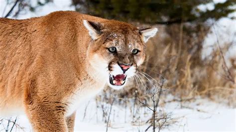 Mountain Lion Screams What Does A Cougar Sound Like
