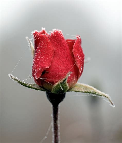 Frosty Rose Sk1963 Flickr