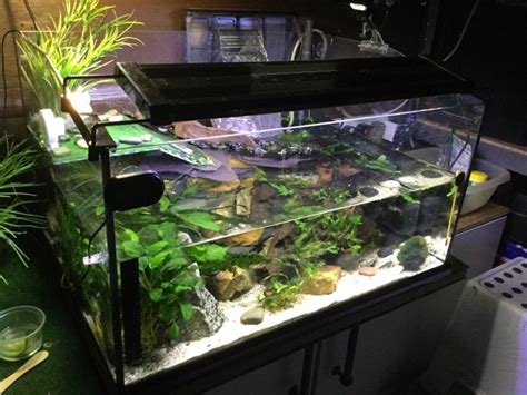 Red Eared Slider Turtle Tank Aquarium Blog