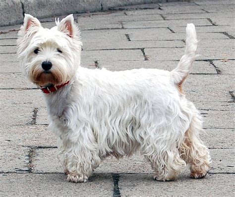 File:West Highland White Terrier Krakow.jpg - Wikimedia Commons