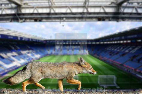 Real Fox Leicester City Football Club Wallpaper Leicester City Fox