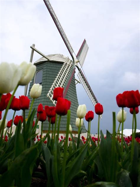 Flores típicas da Holanda | Flores e Flores