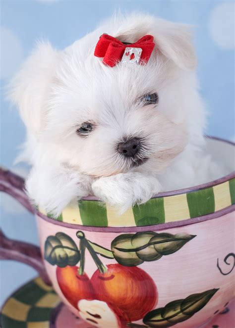 Teacup Maltese Puppies By Teacups Puppies And Boutique Maltese Puppies
