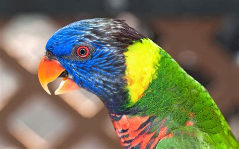 Rainbow Lorikeet Hd Wallpapers