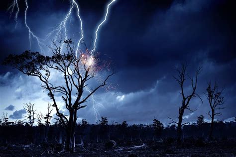 Top Trees Most Likely To Get Struck By Lightning Tree Journey