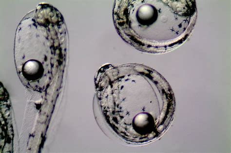 Bonjour sur montpellier il tres difficile de trouver le gardénal en 100 ou 50 et cela dans plusieurs pharmacies.il n' y que du 10 et ma prise est de 100 y a t il un pb avec le produit merci a vous signaler un contenu inapproprié Ciclo de reproducción del atún -Naciendo. a las 36 horas ...