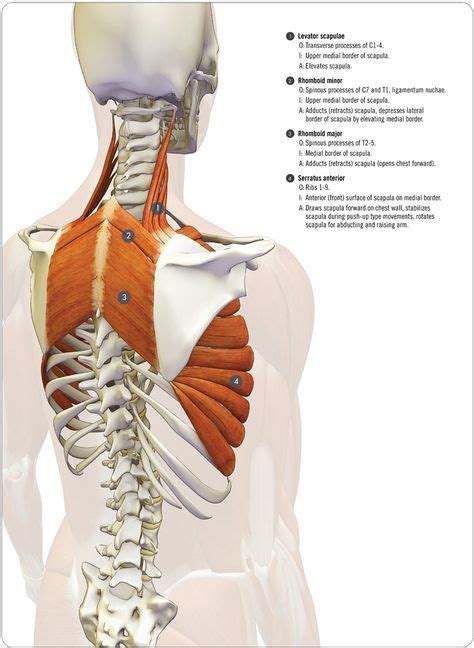 Anatomy Of The Serratus Anterior Be Sure To Check Out The Animated