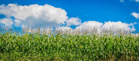 Corn Field Panorama With Blue Sky Stock Image Image Of Land Growing