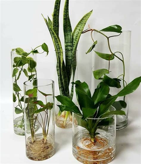 Plants That Grow In Water Vases Plants Bb