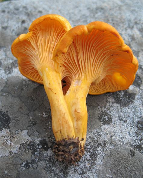 Chanterelle (Cantharellus cibarius) - Mushroom-Collecting.com