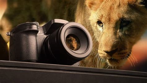 6 Awesome Tips About Safari Camera Gear The Safari World