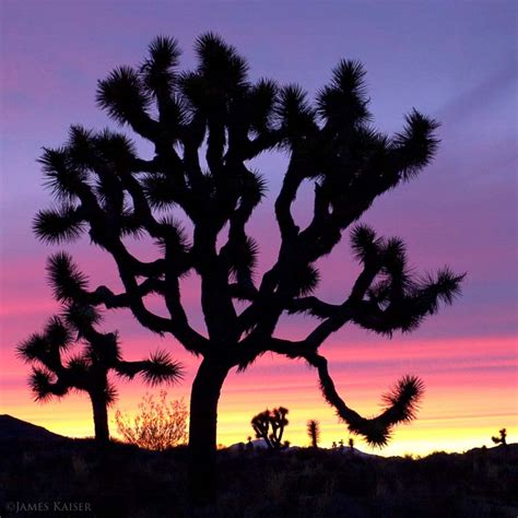 National park in 1994 when the u.s. Amazing Joshua Tree Photos • James Kaiser