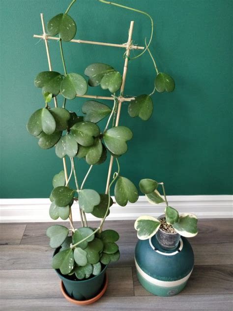 Make sure the surface of the soil is dry when you want to water it. Caring for Your Hoya kerrii | Hanging plants, House plants ...