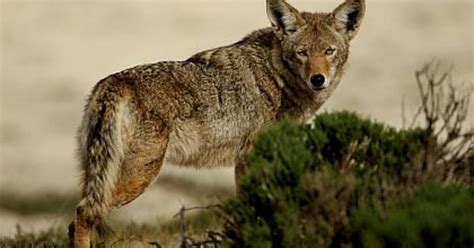Officials Warn Of Aggressive Coyotes In Fairfield Conn Cbs New York