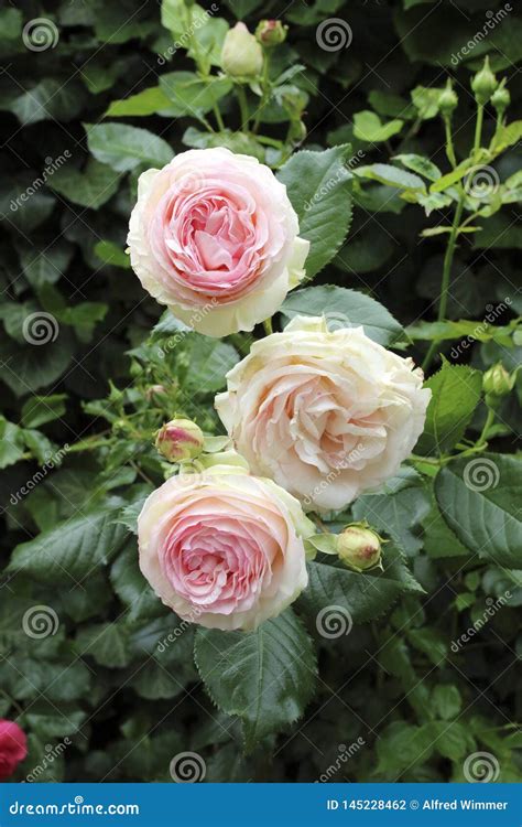 A Beautiful Pink English Rose With Full Blossoms And Buds Stock Photo