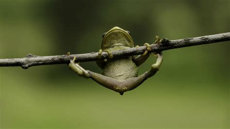 Frog trying to stay on a branch wallpapers and images - wallpapers ...