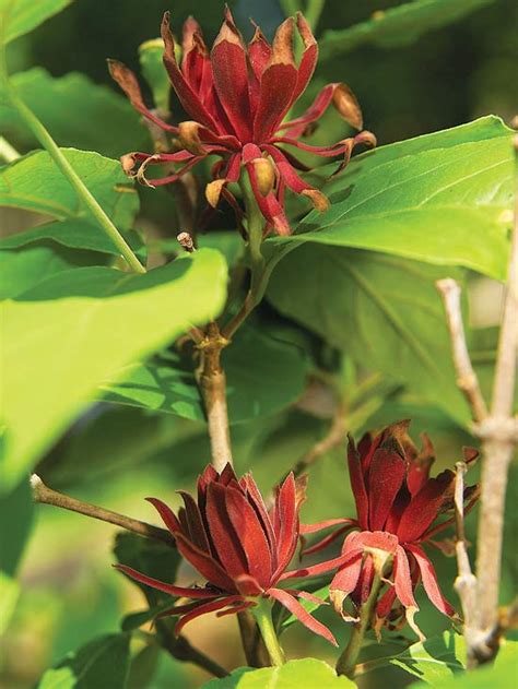 Find flowers south florida here! Top Florida Plants | Better Homes & Gardens