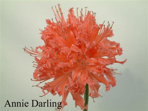 Annie Darling