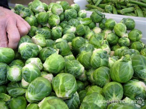 You can find other words matching your search keeping this in mind, we have worked hard to write english words and their meaning in urdu at this dictionary, if any of the word you search is not. What is brussels sprouts? In hindi what it is called?