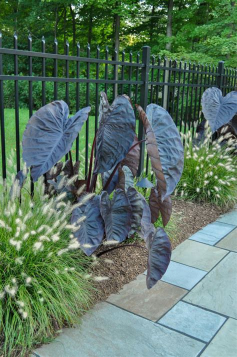 Venture to sights like ringwood state park and long pond ironworks state park as you discover ringwood—a city also notable for its gardens. Elephant Ears Planted as Part of Pool Landscaping ...