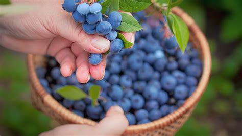 How Eating Blueberries Every Day Benefits Your Health