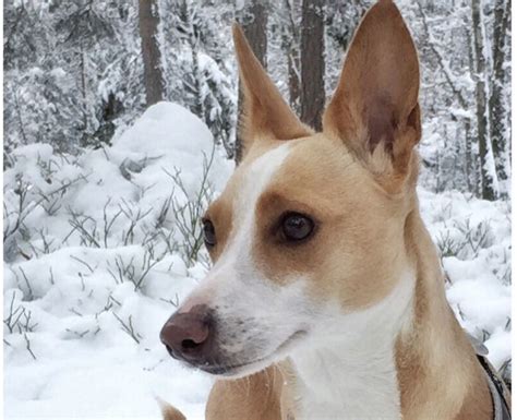 9 Dog Breeds With Pointy Ears And Why We Love Them