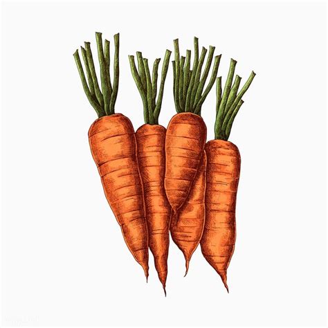 Fresh Organic Carrots Drawing Vector Premium Image By