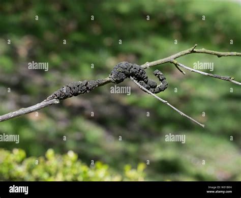 Black Knot Fungus Dibotryon Morbosum Or Apiosporina Morbosa On Plum