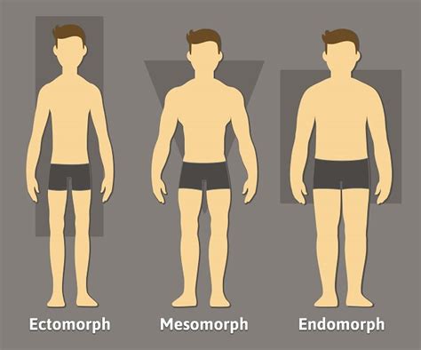 Body Download Endomorph Different Body Types Male Pictures