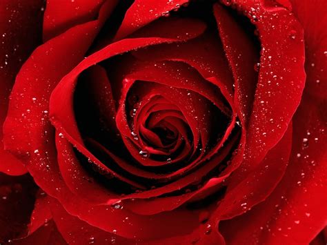 Here you can find the best red rose wallpapers uploaded by our community. Rose Wallpapers HD