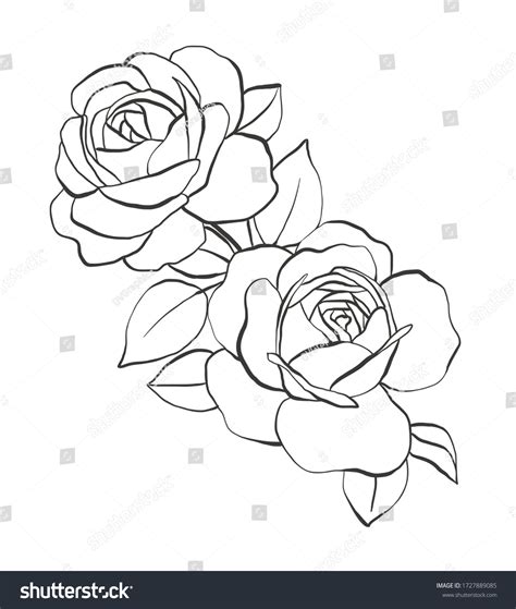 Roses Leaves Hand Drawn Vector Illustration Stock Vector Royalty Free 1727889085 Shutterstock