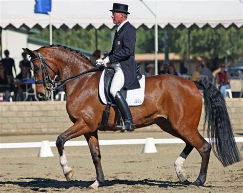 Ann Romneys Horse To Compete In Olympic Qualifying Event This Weekend