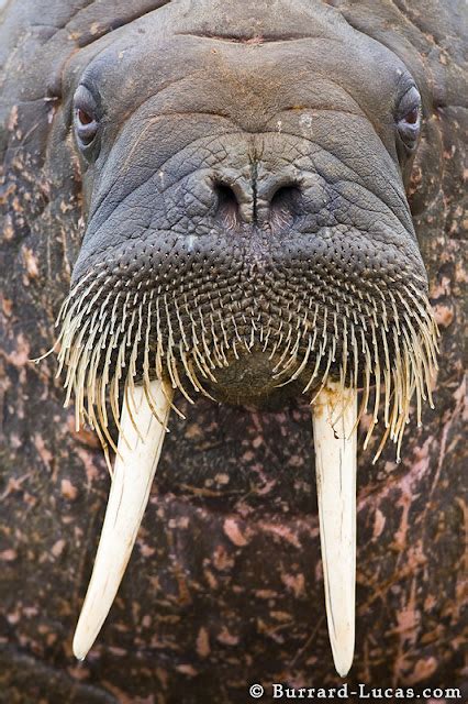 Animal Picture Walrus