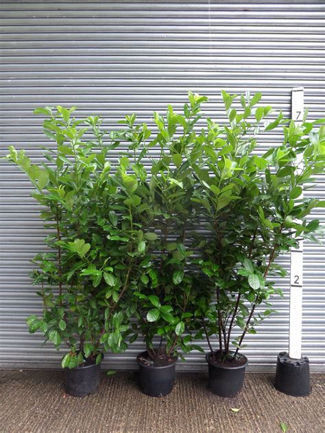Laurel Hedging Plants For Sale Online  Buy Laurel Hedge Plants