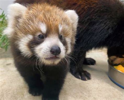 Shizuokas New Baby Red Panda Is Getting A Ridiculous Name And You Can