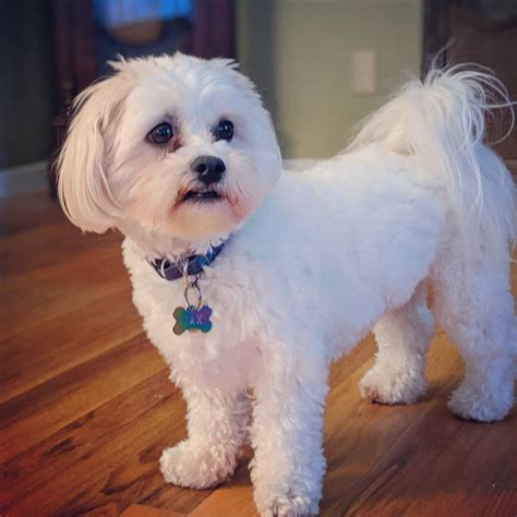 Maybe you would like to learn more about one of these? 7 Tips to Train Your Shichon Dog - BuzzSharer.com