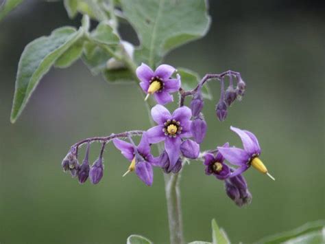 Nightshade Solanum Dulcamara Nightshade Flower Nightshade Flower