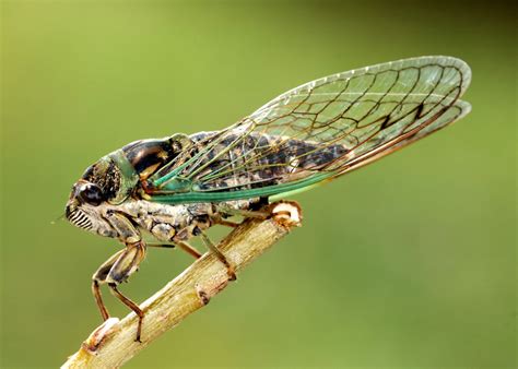 Male cicadas produce loud noises by vibrating membranes (tymbals) near the base of the abdomen. Flying Into Symbolic Cicada Meaning on Whats-Your-Sign