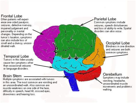 Other commonly reported primary brain tumors in dogs include undifferentiated sarcomas, gliomas, pituitary tumors, and ventricular tumors (eg, choroid plexus papillomas, ependymomas). Brain Tumor Early Symptoms | TUMORnew_pic | Brain tumor ...