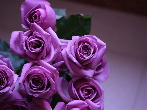 Beautiful roses beautiful purple roses roses purple beautiful purple flowers high definition picture flower petals colorful rose love bloom nature red bouquets romance background red roses flora color. 49+ Beautiful Purple Roses Wallpapers on WallpaperSafari