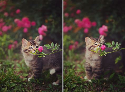Animals Sniffing Flowers Is The Cutest Thing Ever 15