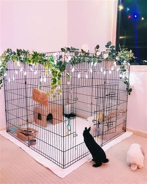 Bunny Cage Idea Animal Room Pet Bunny Rabbits Indoor Rabbit