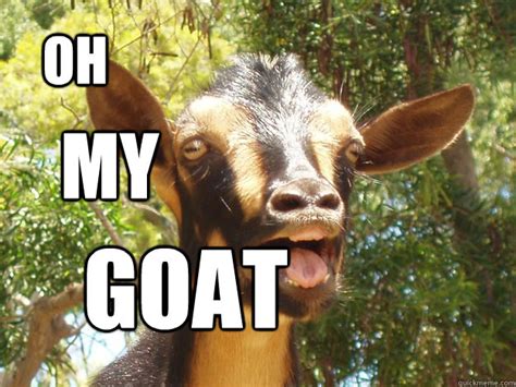 Oh My Goat Surprise Goat Quickmeme